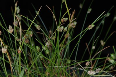 Isolepis carinata, photographed by Douglas Goldman