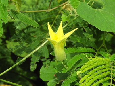Schizocarpum parviflorum, photographed by Francisco Farriols Sarabia