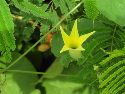 Schizocarpum parviflorum, photographed by Francisco Farriols Sarabia