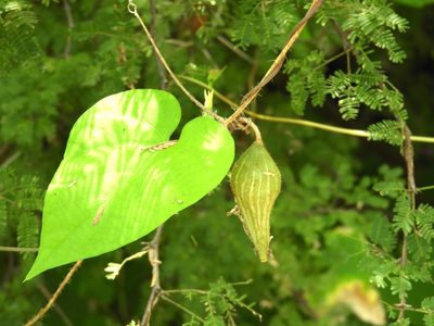 Schizocarpum palmeri, photographed by Francisco Farriols Sarabia