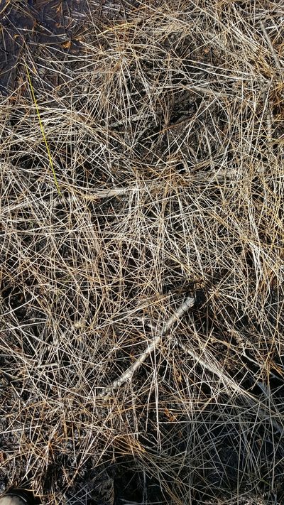 Eleocharis robbinsii, photographed by naturalist charlie