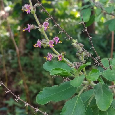 Ocimum tenuiflorum, photographed by Abu Hamas