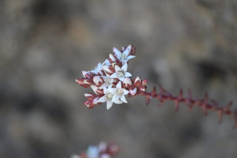 Sedum jurgensenii, photographed by José Belem Hernández Díaz