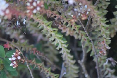 Sedum jurgensenii, photographed by José Belem Hernández Díaz