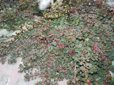 Euphorbia mendezii, photographed by Francisco Martínez González