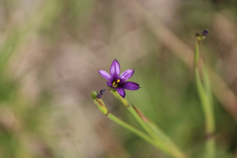 Sisyrinchium scabrum, photographed by José Belem Hernández Díaz