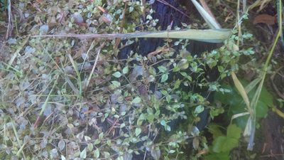 Stellaria crispa, photographed by Erin McKittrick