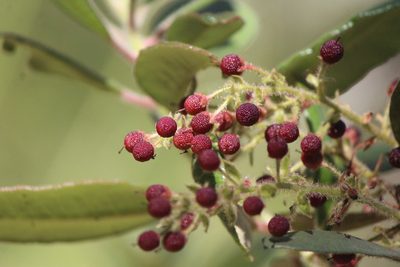 Comarostaphylis arbutoides, photographed by José Belem Hernández Díaz