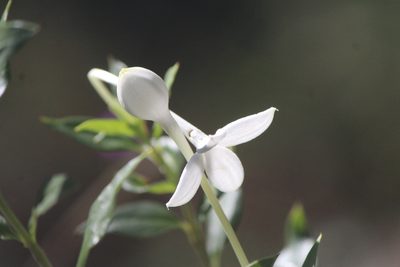 Bouvardia longiflora, photographed by José Belem Hernández Díaz