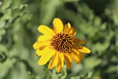 Helianthus laciniatus, photographed by José Belem Hernández Díaz