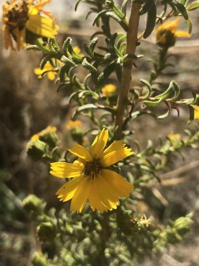 Deinandra floribunda, photographed by Sula Vanderplank