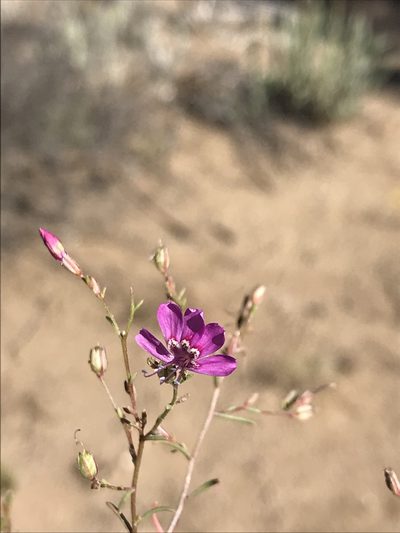 Ipomopsis effusa, photographed by Sula Vanderplank