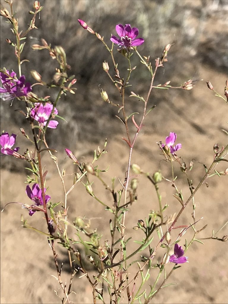 Ipomopsis effusa, photographed by Sula Vanderplank