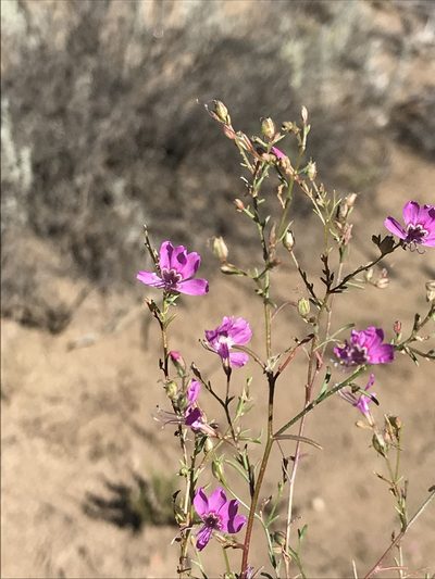 Ipomopsis effusa, photographed by Sula Vanderplank