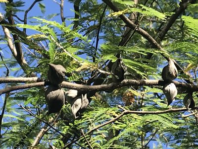 Vachellia campeachiana, photographed by Sula Vanderplank
