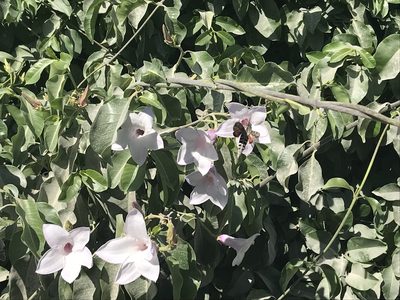 Cryptostegia grandiflora, photographed by Sula Vanderplank