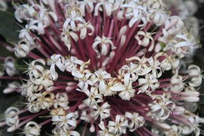 Clerodendrum quadriloculare, photographed by Nguyễn Văn Hùng