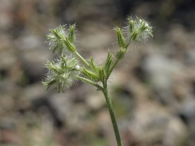 Cryptantha nevadensis, photographed by Jim Morefield