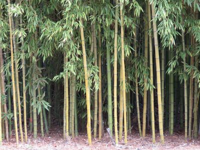 Phyllostachys aurea, photographed by Laura Clark