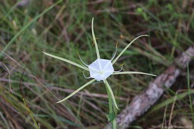 Hymenocallis palmeri, photographed by Arthur Windsor
