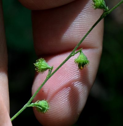 Agrimonia rostellata, photographed by Evan Barker