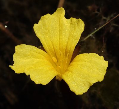 Ottelia ulvifolia, photographed by Wilderness Safaris Botswana - Conservation Team