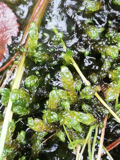 Scorpidium scorpioides, photographed by Ditte Grube Barild