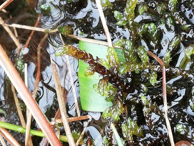 Scorpidium scorpioides, photographed by Ditte Grube Barild