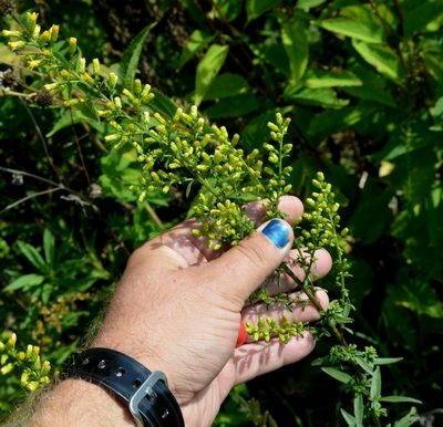 Solidago rigidiuscula, photographed by Evan Barker