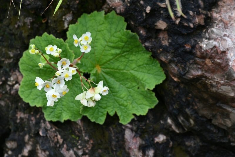 Begonia monophylla, photographed by adel-fridus