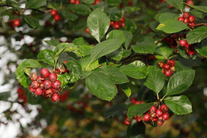 Crataegus persimilis, photographed by Stephen James McWilliam