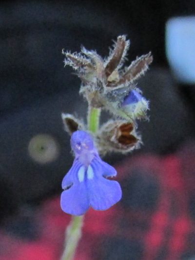 Salvia pusilla, photographed by Carlos Martorell