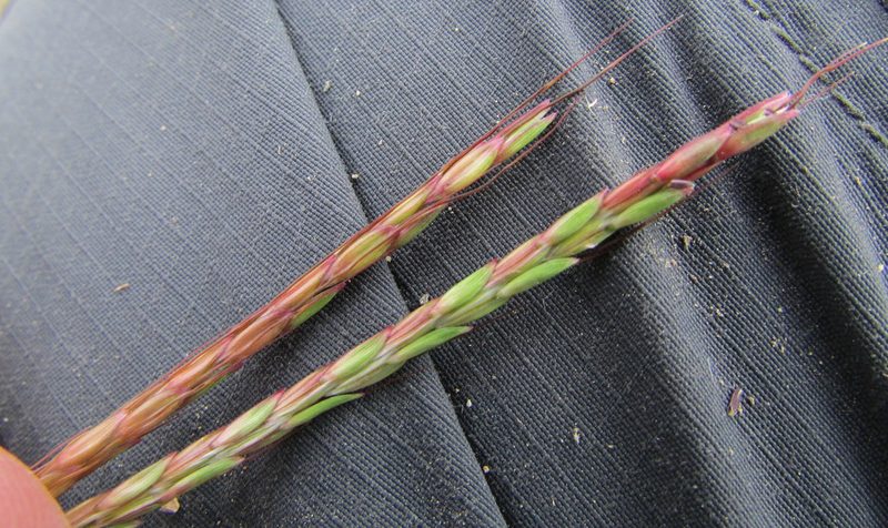 Bothriochloa hirtifolia, photographed by Carlos Martorell