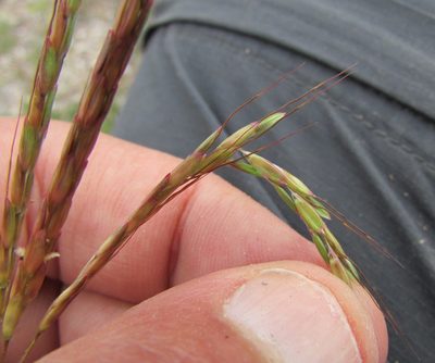 Bothriochloa hirtifolia, photographed by Carlos Martorell
