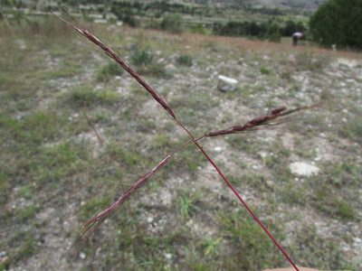 Bothriochloa hirtifolia, photographed by Carlos Martorell