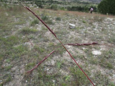 Bothriochloa hirtifolia, photographed by Carlos Martorell