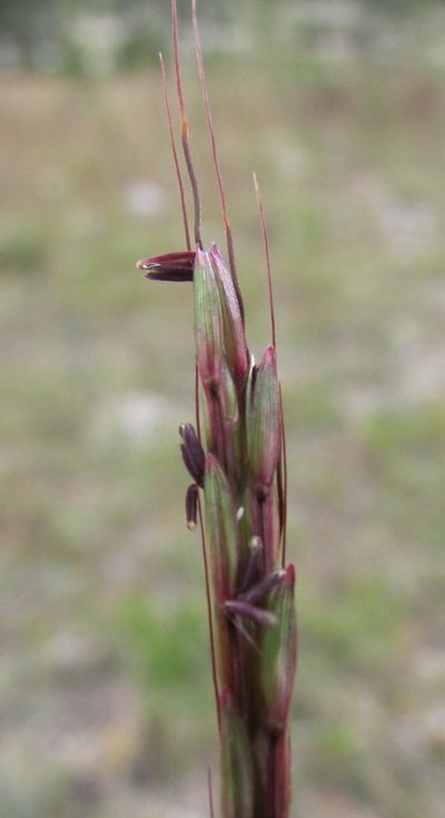 Bothriochloa hirtifolia, photographed by Carlos Martorell