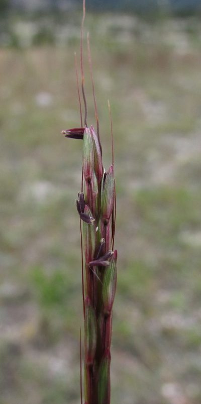 Bothriochloa hirtifolia, photographed by Carlos Martorell