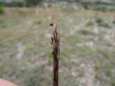 Bothriochloa hirtifolia, photographed by Carlos Martorell