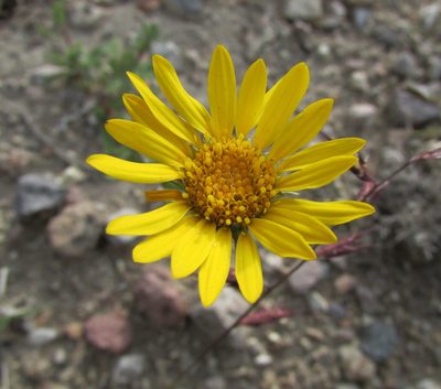 Grindelia hirtella, photographed by Carlos Martorell