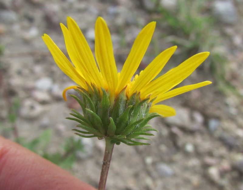 Grindelia hirtella, photographed by Carlos Martorell