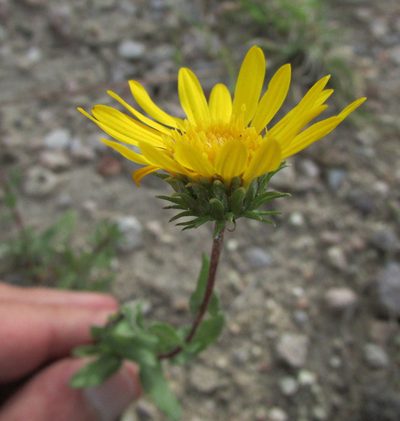 Grindelia hirtella, photographed by Carlos Martorell