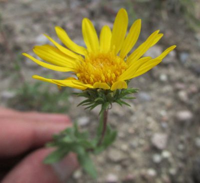 Grindelia hirtella, photographed by Carlos Martorell