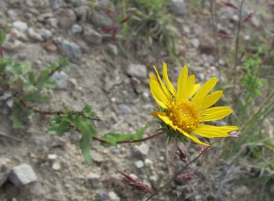 Grindelia hirtella, photographed by Carlos Martorell