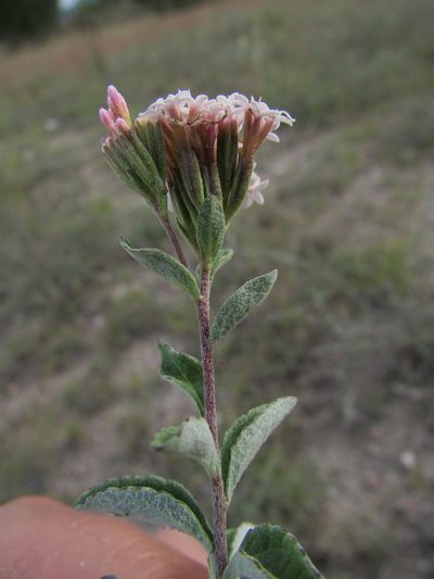Stevia tomentosa, photographed by Carlos Martorell