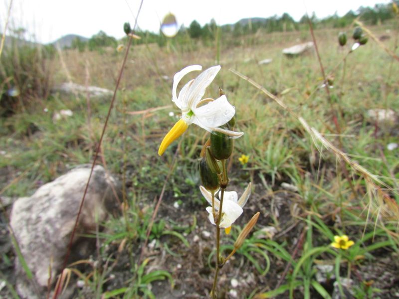 Echeandia parviflora, photographed by Carlos Martorell