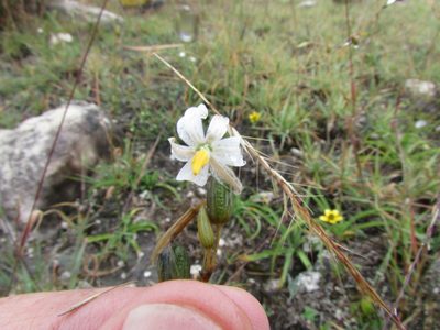 Echeandia parviflora, photographed by Carlos Martorell
