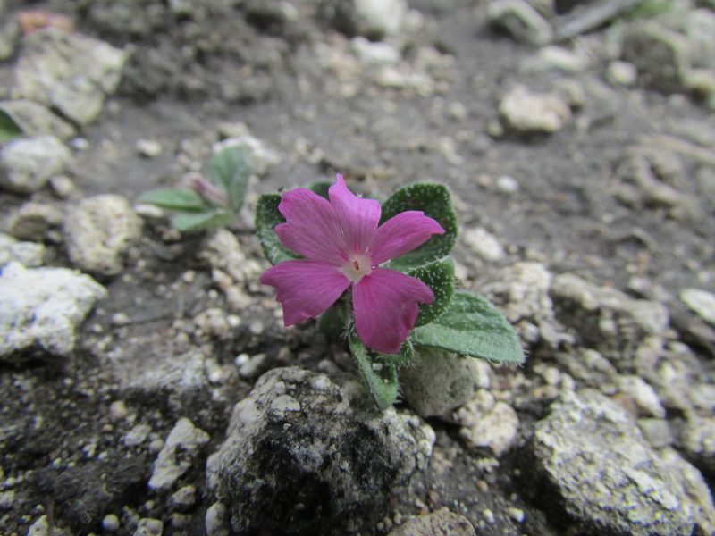 Stenandrium verticillatum, photographed by Carlos Martorell