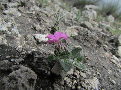 Stenandrium verticillatum, photographed by Carlos Martorell