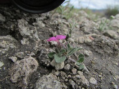 Stenandrium verticillatum, photographed by Carlos Martorell